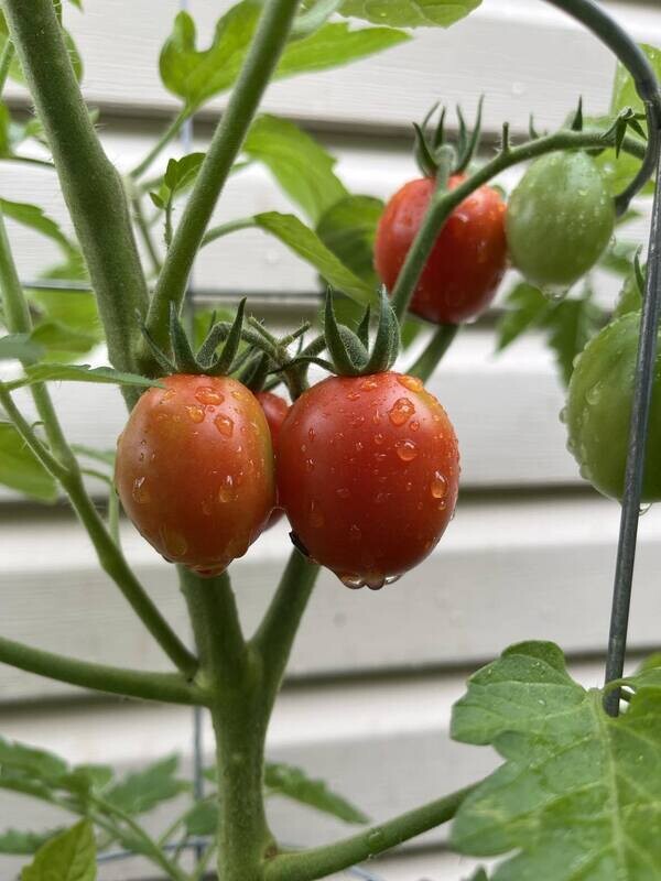 Tomate Cerise Amish Ancestrale Rouge - Douce et Authentique | La Famille Artisane