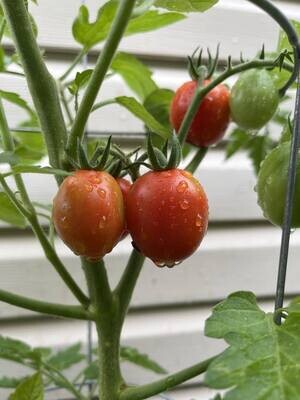 Tomate Cerise Amish Ancestrale Rouge - Douce et Authentique | La Famille Artisane