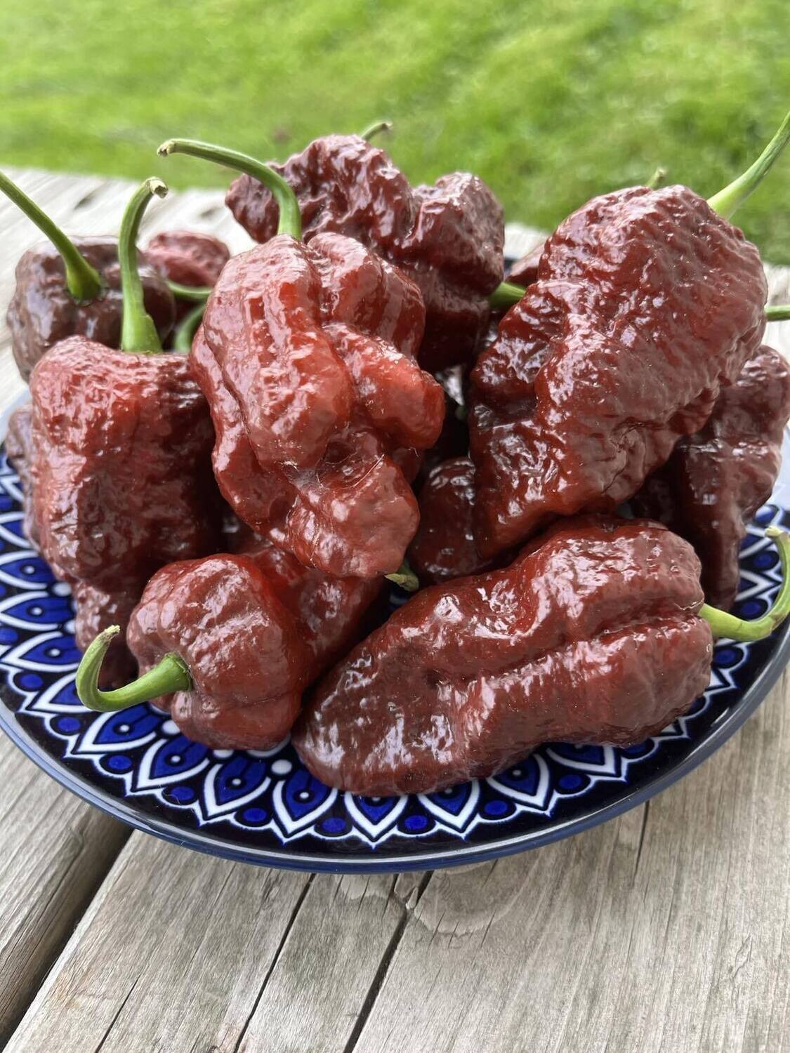 Piment Apocalypse Scorpion Chocolat - Extrême et Rare | La Famille Artisane