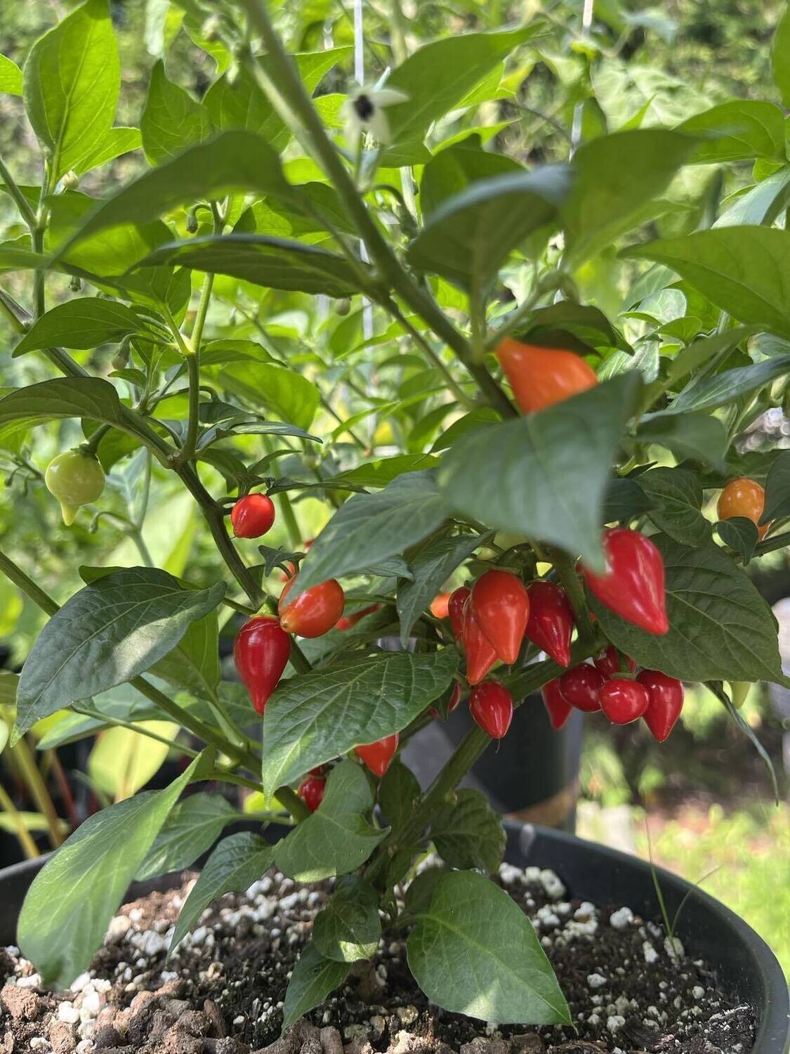 Piment Biquinho Rouge - Doux et Fruité | La Famille Artisane