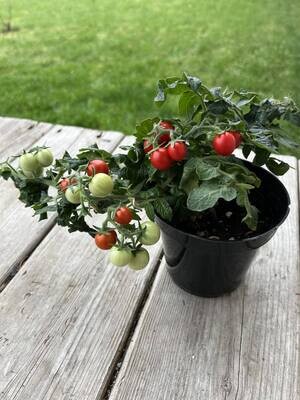 Tomate Bonsai Micro - Compacte et Délicieuse | La Famille Artisane