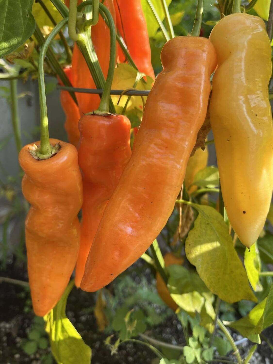 Aji Crystal