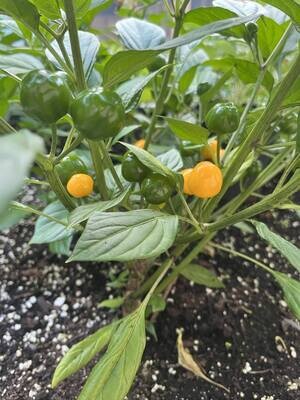 Piment Yellow Fire - Éclatant et Piquant | La Famille Artisane