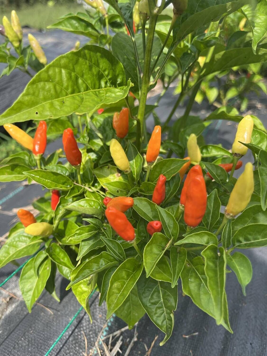 Piment Tabasco - Épicé et Légendaire | La Famille Artisane