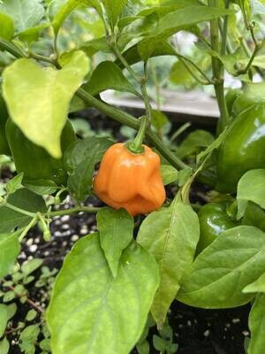 Piment Habanero Orange - Fruité et Extra-Piquant | La Famille Artisane&quot;

