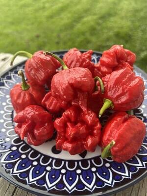 Piment 7 Pot Dragon Breath - Extra-Piquant et Intense | La Famille Artisane