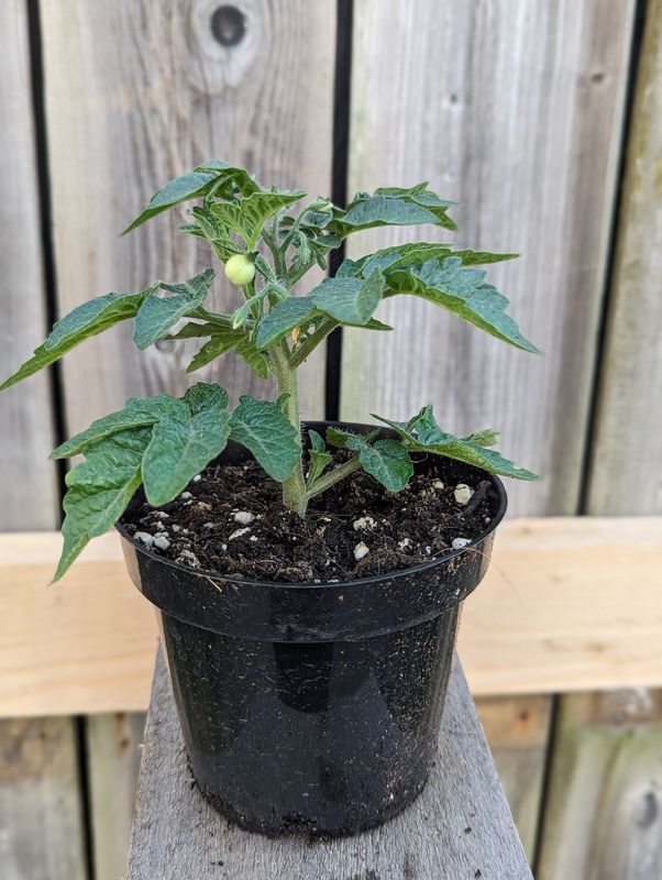 Tomate Orange Hat Micro - Compacte et Colorée | La Famille Artisane