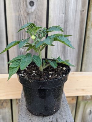 Tomate Orange Hat Micro - Compacte et Colorée | La Famille Artisane