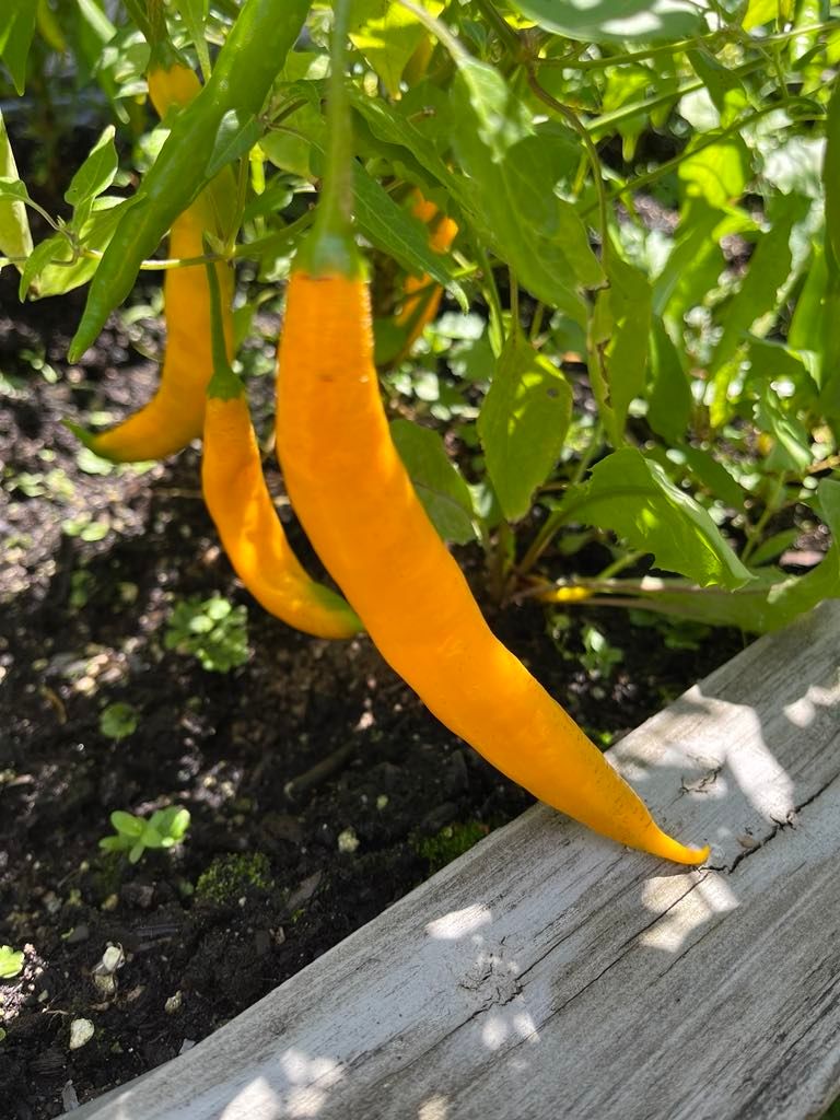 Piment Aji Guyana - Fruité et Modérément Piquant | La Famille Artisane