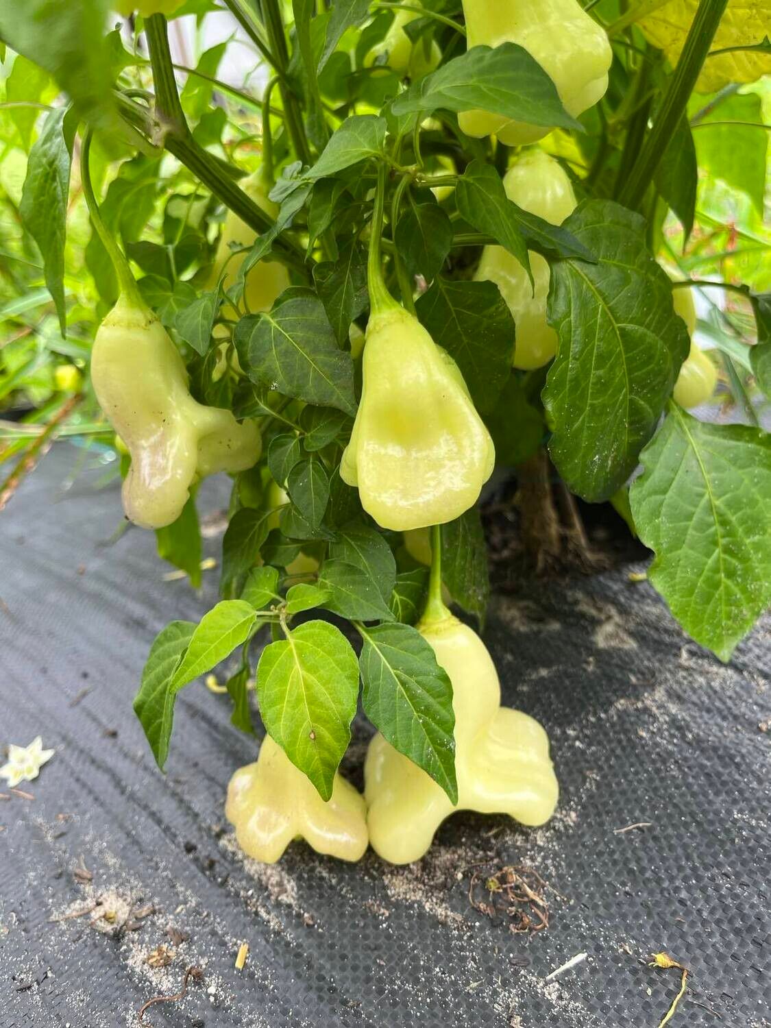 Piment Aji Fantasy Blanc - Doux et Aromatique | La Famille Artisane