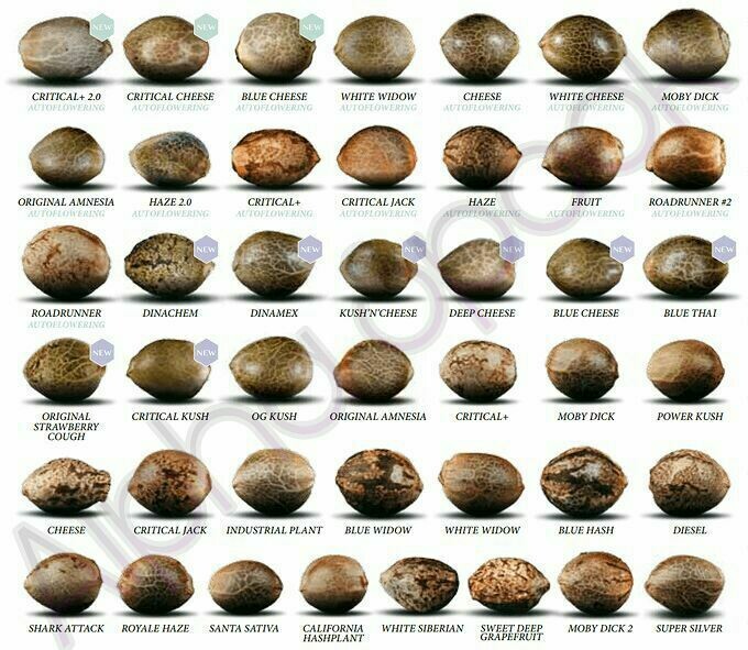 top seeds