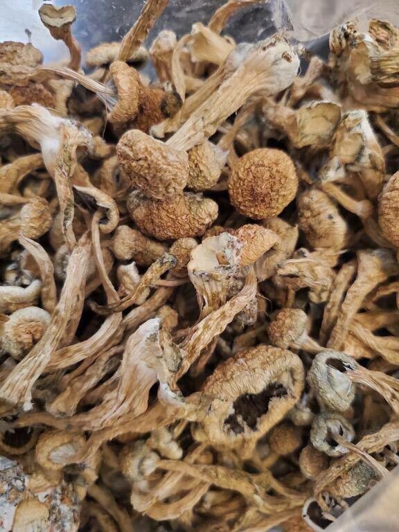 mushroom
