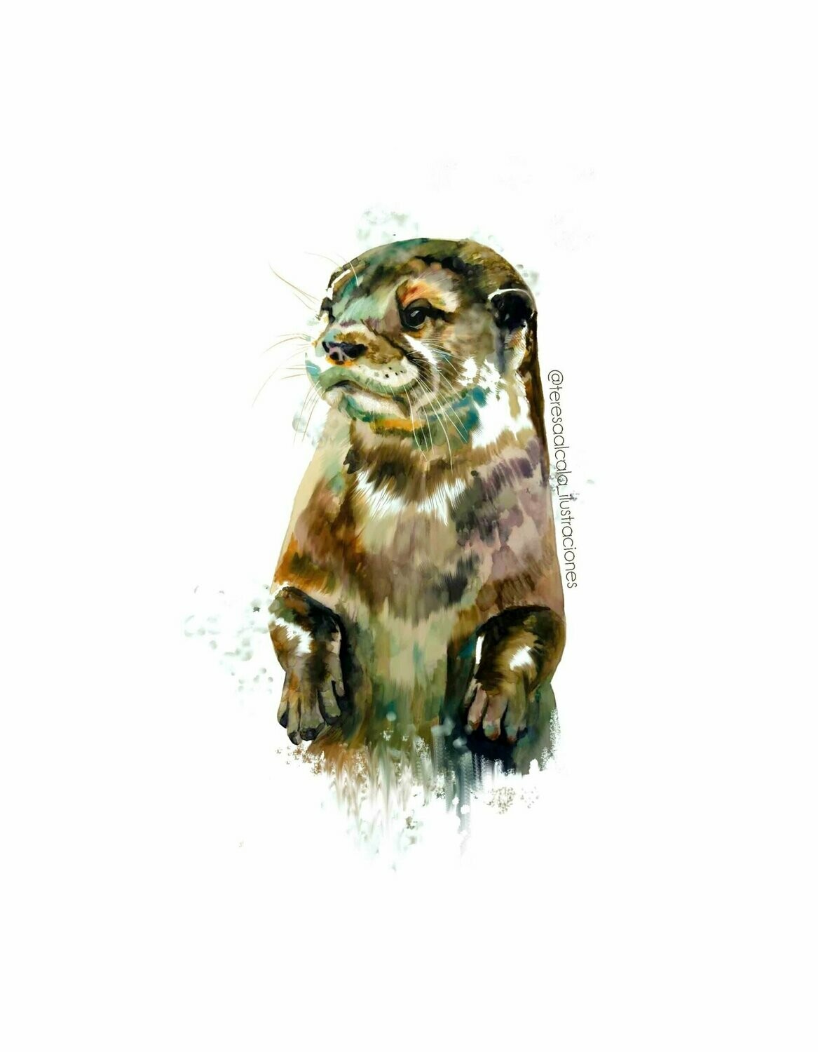 Lámina Nutria