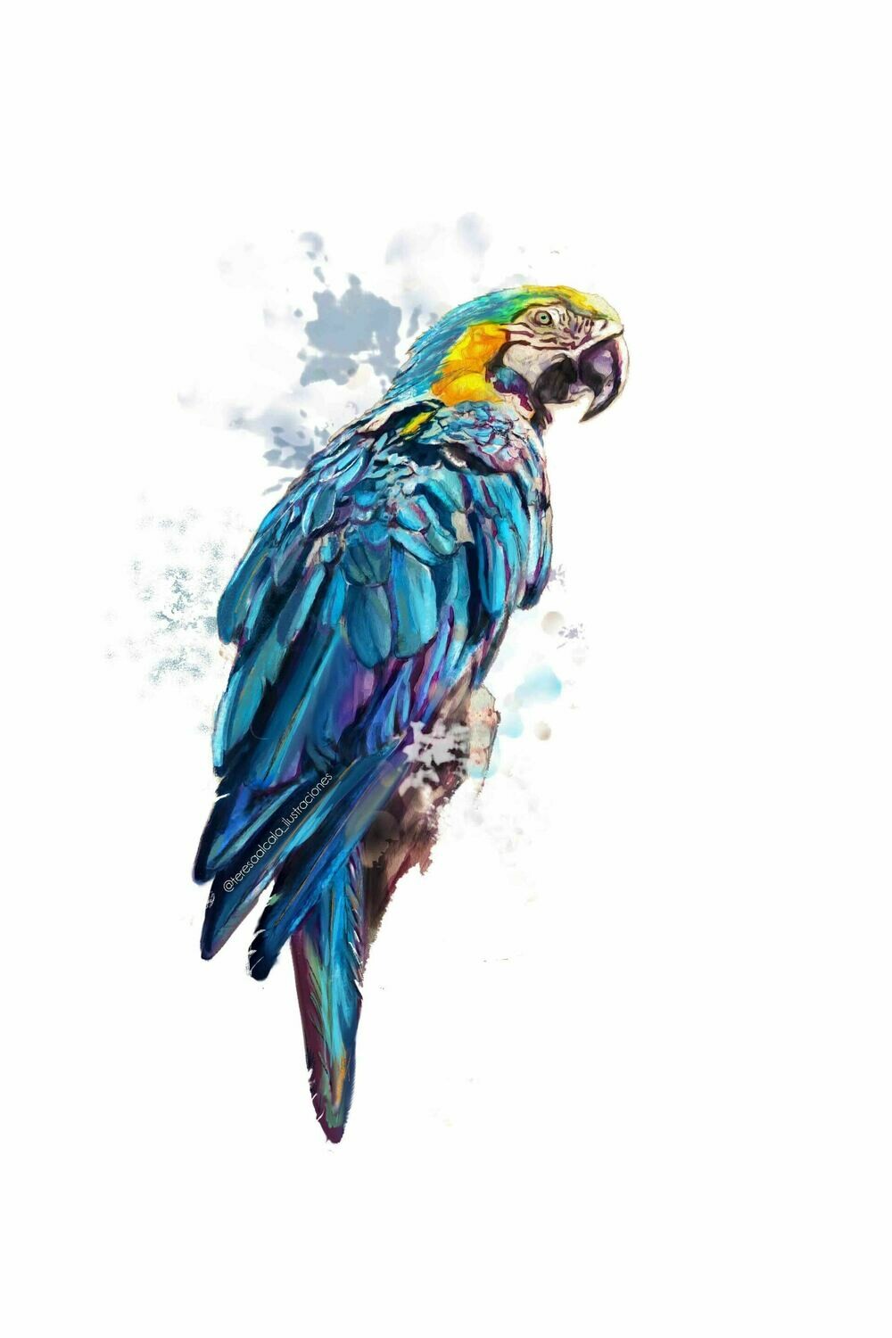 Lámina Guacamayo