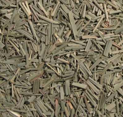 Citronnelle / Zitronengrass