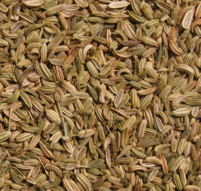 Fenouil / Fenchel
