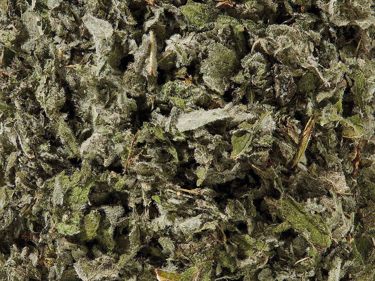 Menthe pomme Bio / Apfelminze Bio