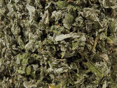 Menthe pomme Bio / Apfelminze Bio