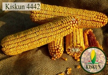 Kiskun 4442 Alap csávázással FAO 450 70e.sz/zsák