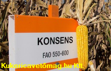 KONSENS siló FAO 550-600
