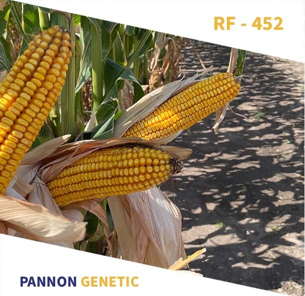 RF 452 Szemes FAO 400 70e.szem/zsák RF 452 Szemes FAO 400 70e.szem/zsák