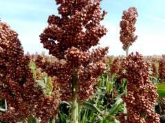 Alföldi 1 Szemescirok közép-korai érés 260.000 szem/zsák