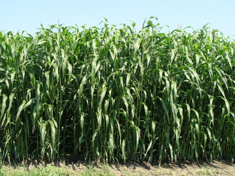 Jumbo Star Szudánifű kései érés 25 kg/zsák ÚJ 2026