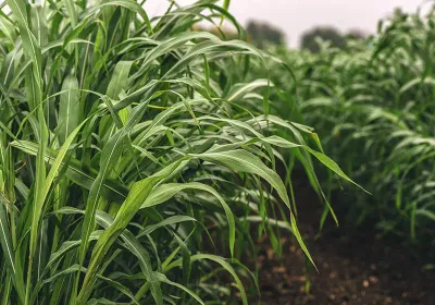 Cirokfélék vetőmag