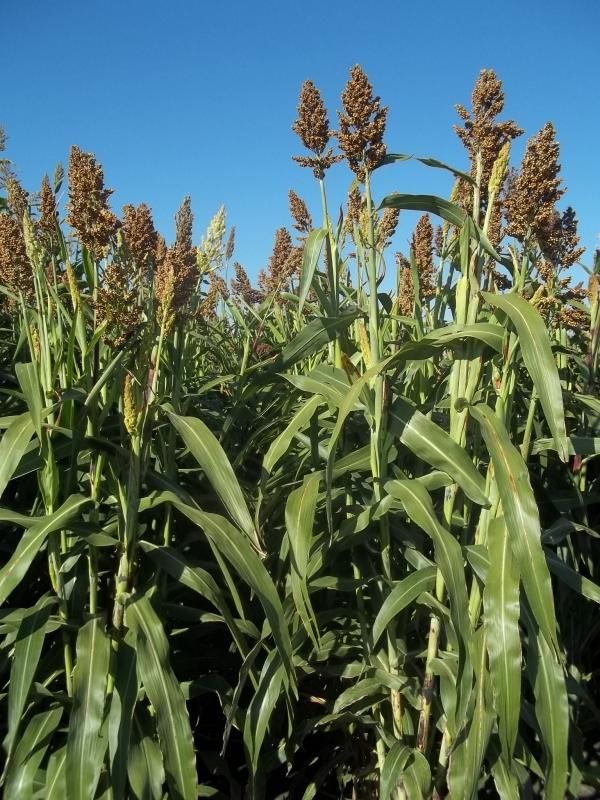 GK Balázs Silócirok 275.000szem/zsák