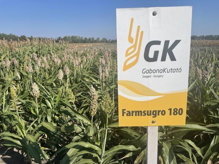 Farmsugro 180 Szemescirok közép érés 260.000 szem/zsák