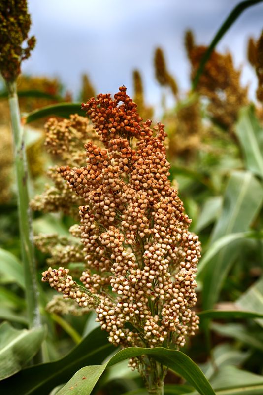 GK Bianca Szemescirok korai érés 300.000 szem/zsák ÚJ 2026