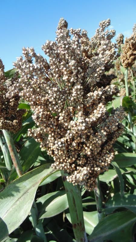 Farmsugro 180 Szemescirok közép érés