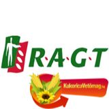 Huggo Szemescirok közép-korai vörös