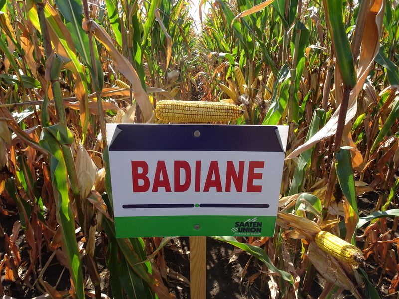 Badiane FAO 360 50e.sz/zsák Badiane FAO 360 50e.sz/zsák