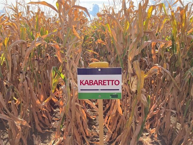 Kabaretto FAO 430 50e.sz/zsák Kabaretto FAO 430 50e.sz/zsák