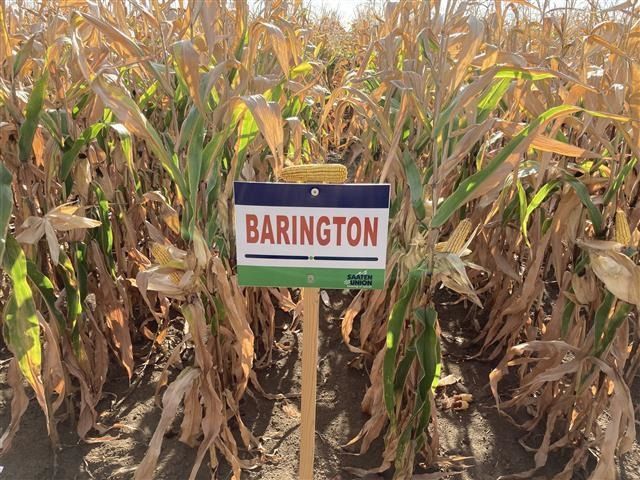 Barington FAO 350 50e.sz/zsák Barington FAO 350 50e.sz/zsák