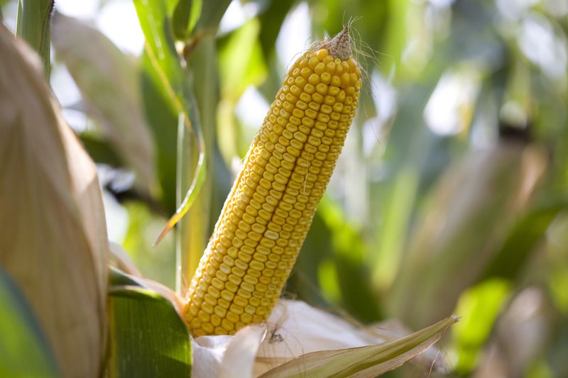 Replik FAO 380 50e.sz/zsák Replik FAO 380 50e.sz/zsák