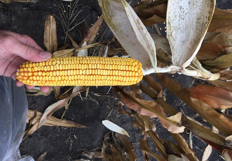 Kabanero FAO 340 50e.sz/zsák Kabanero FAO 340 50e.sz/zsák