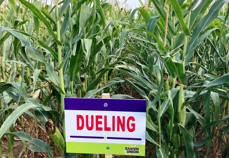 Dueling FAO 390 50e.sz/zsák Dueling FAO 390 50e.sz/zsák