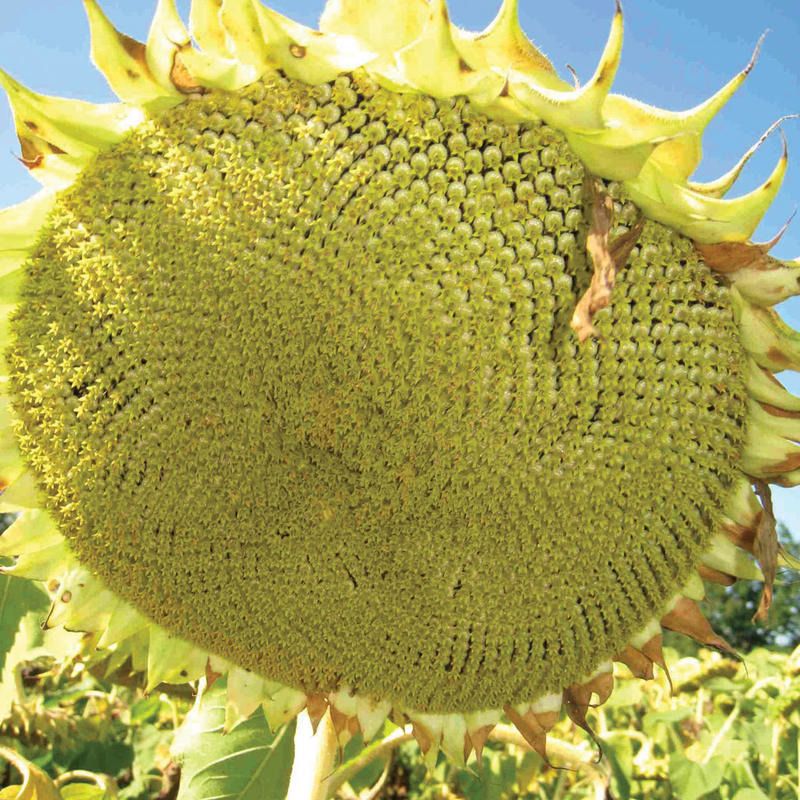 Paraiso 102 LO CL közép 150e.sz/zsák Paraiso 102 LO CL közép 150e.sz/zsák