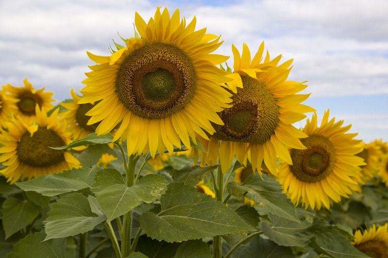 Driver LO CL középkorai 150e.sz/zsák Driver LO CL középkorai 150e.sz/zsák