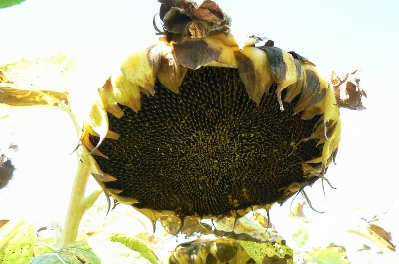 Pretoria LO CLP közép 150e.sz/zsák Pretoria LO CLP közép 150e.sz/zsák