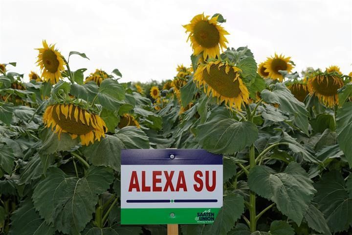 Alexa LO SU korai 150e.sz/zsák Alexa LO SU korai 150e.sz/zsák
