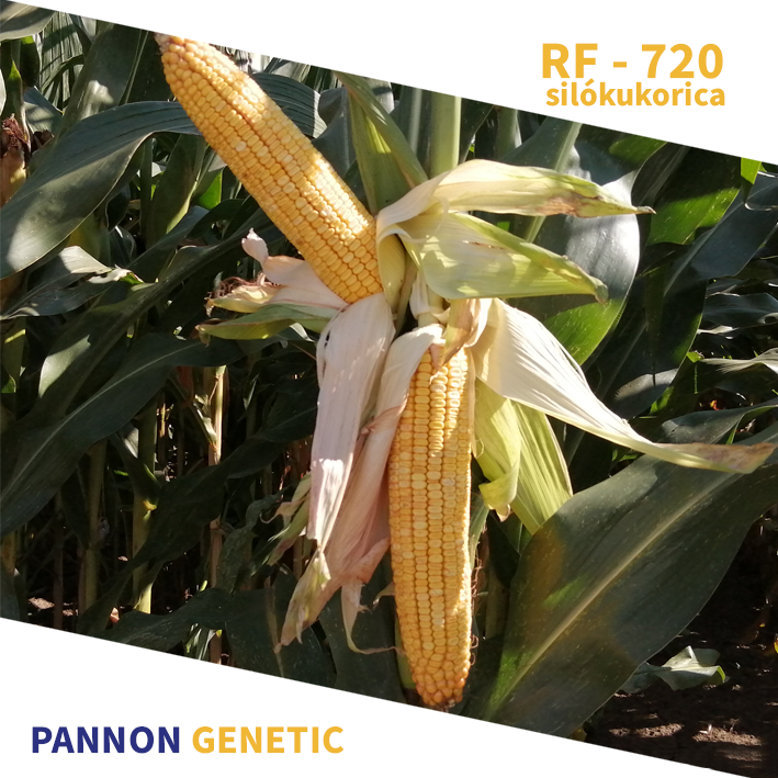 PG RF 720 SILÓ FAO 720 70e.szem/zsák PG RF 720 SILÓ FAO 720 70e.szem/zsák