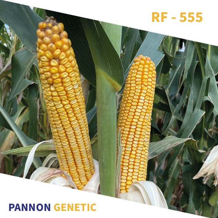 RF 555 Szemes FAO 550 70e.szem/zsák RF 555 Szemes FAO 550 70e.szem/zsák