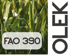 Olek FAO 390