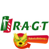 Aliggator Szemescirok korai fehér