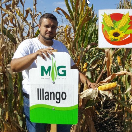 Illango FAO 530 Illango FAO 530