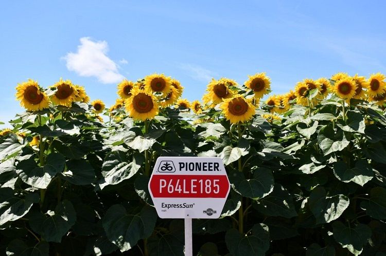 P64LE185 LO Express 150e.szem/zsák