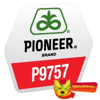 P9757 FAO 380 P9757 FAO 380